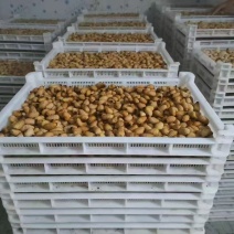 竹虫成品虫货量充足价格实惠量大从优对接全国市场欢迎来电