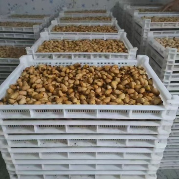 竹虫成品虫货量充足价格实惠量大从优对接全国市场欢迎来电