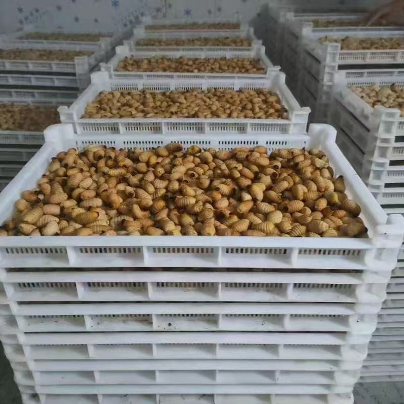 竹虫成品虫货量充足价格实惠量大从优对接全国市场欢迎来电
