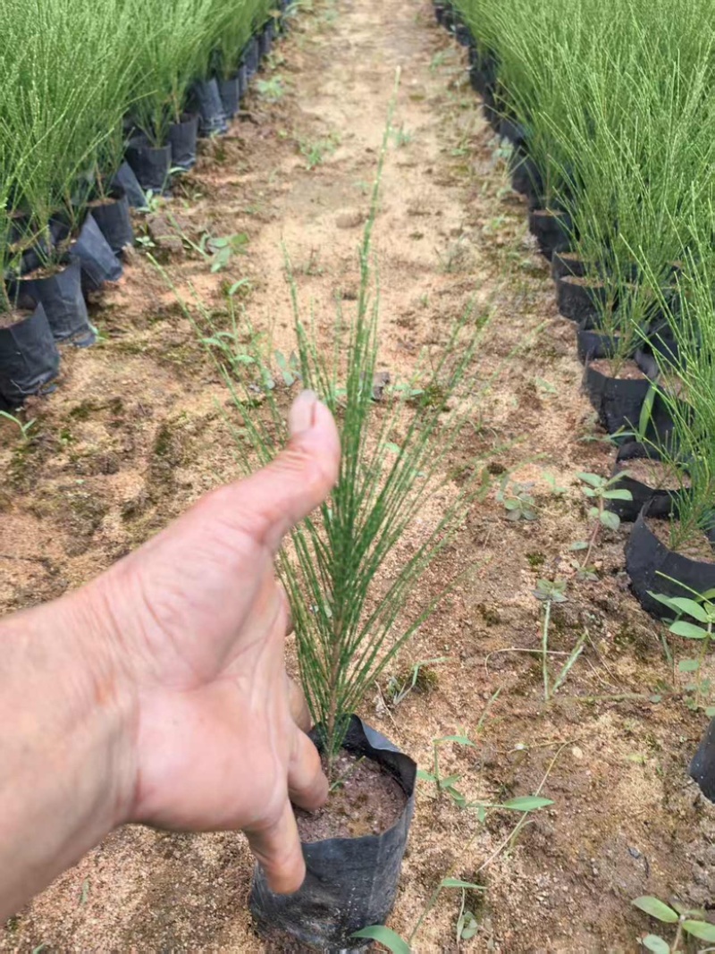 木麻黄