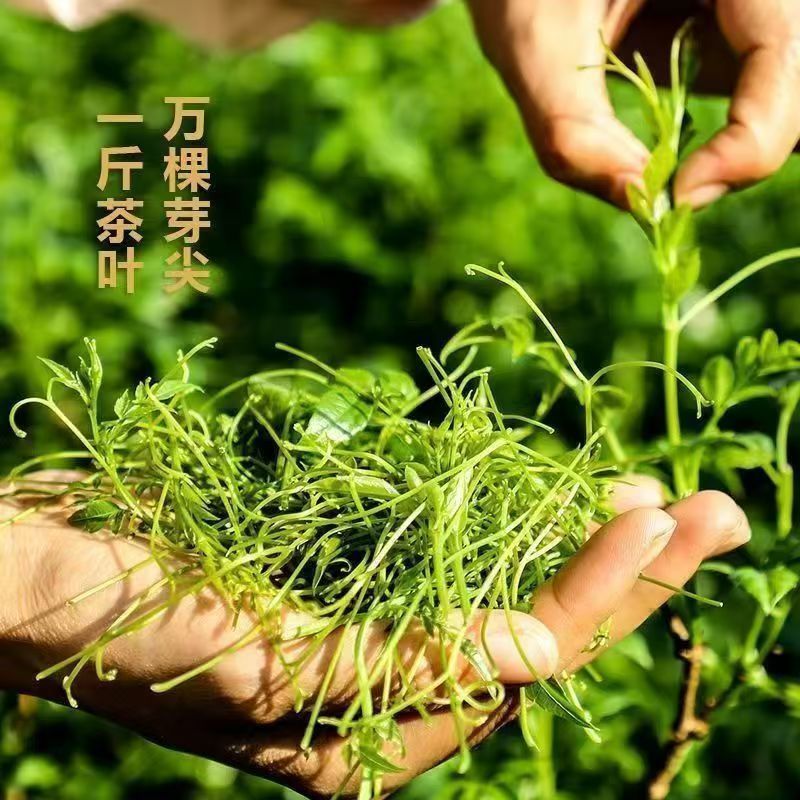 藤茶，又是霉茶，古有更好的名字，青霉古藤茶，具有很高的可