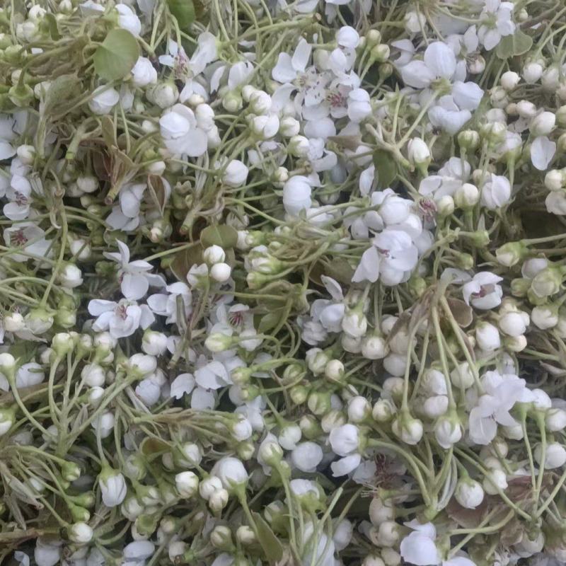 砀山梨花，供应花粒，毛粉，精粉