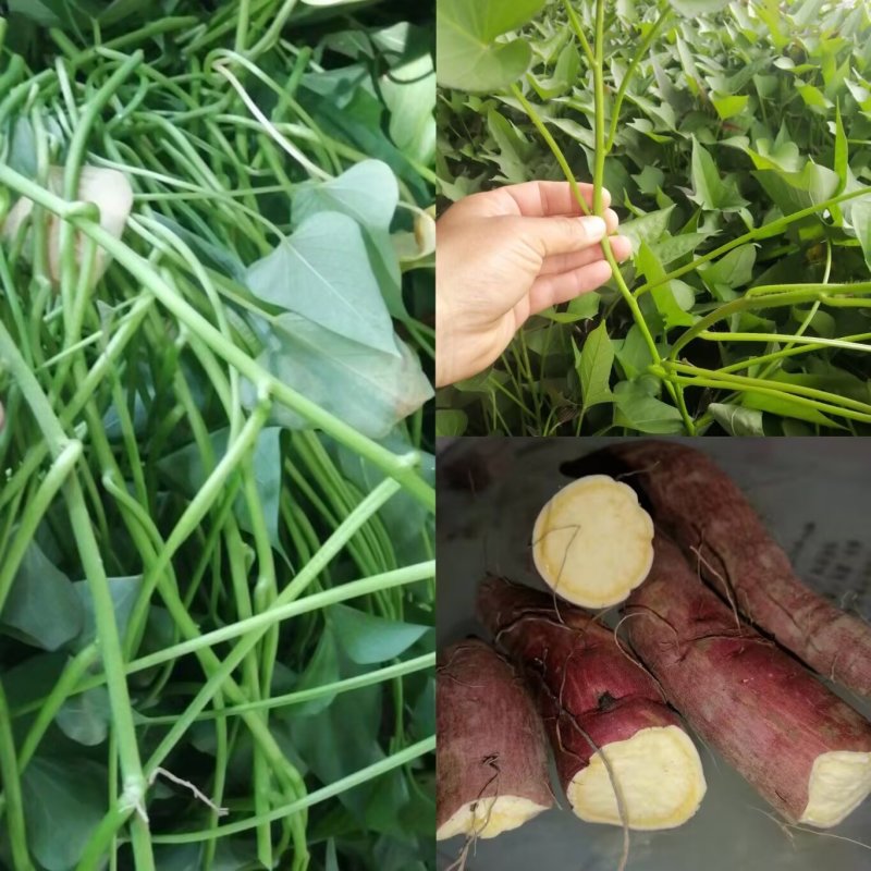 脱毒：龙薯九红薯苗！基地直发！一手货源，保证品质！