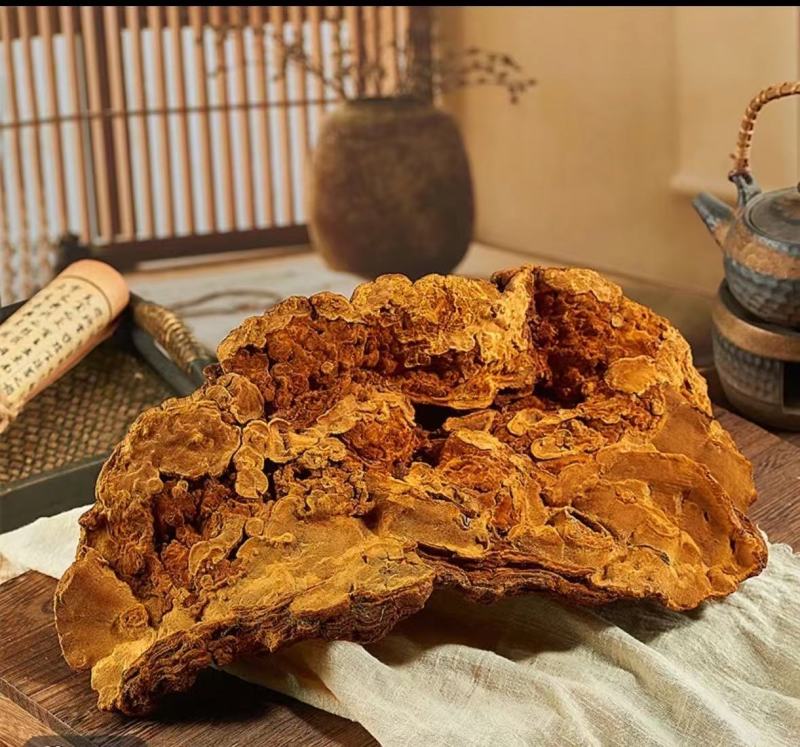 桑黄西藏桑黄