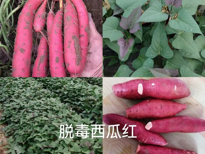出售脱毒：西瓜红红薯苗！高产纯正，基地直发！