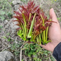 香春