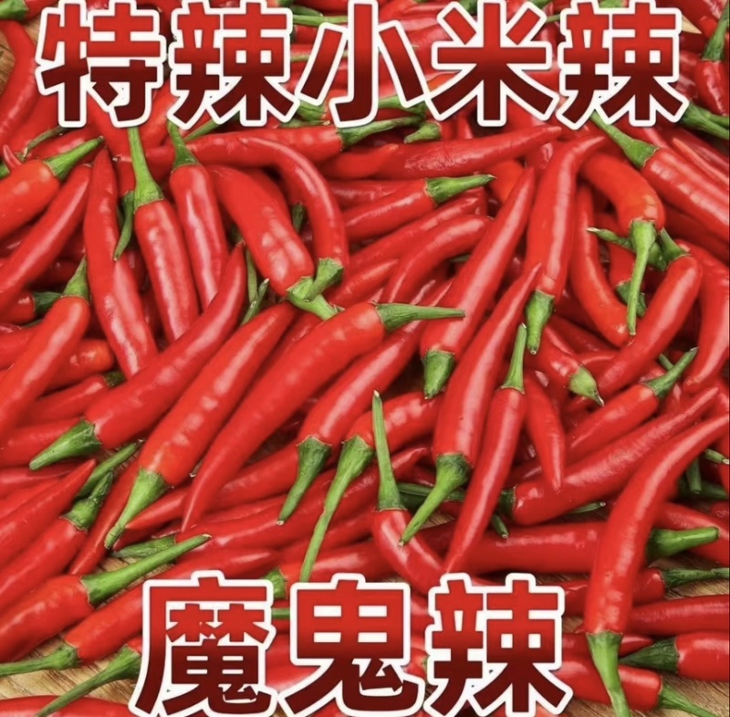 电商一件代发朝天椒小米椒欢迎各位电商大佬来