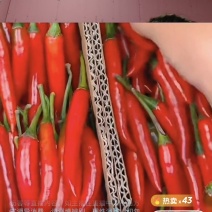 电商一件代发朝天椒小米椒欢迎各位电商大佬来