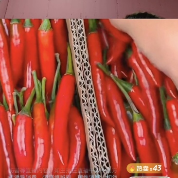 电商一件代发朝天椒小米椒欢迎各位电商大佬来