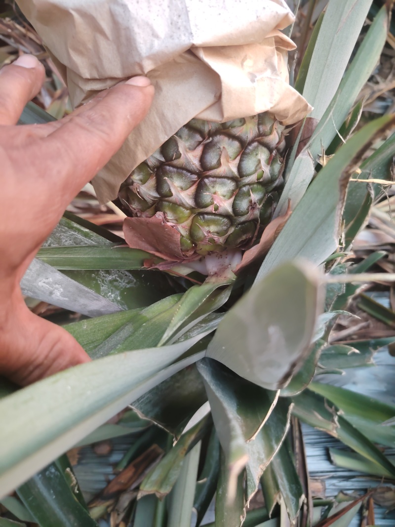 西双版纳冬蜜凤梨，货源充足产地直发，品质有保证