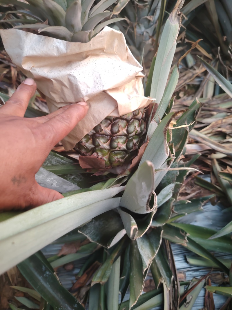 西双版纳冬蜜凤梨，货源充足产地直发，品质有保证