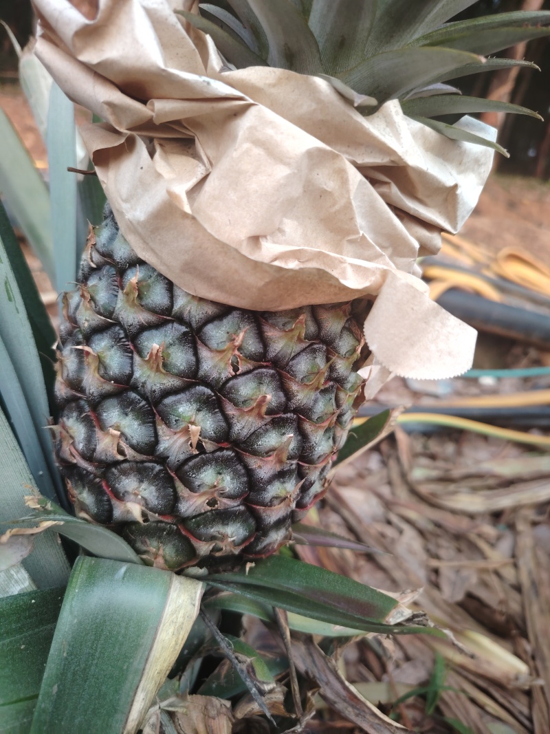 西双版纳冬蜜凤梨，货源充足产地直发，品质有保证