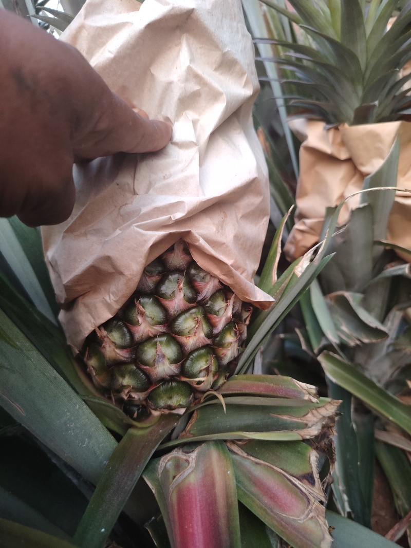 西双版纳冬蜜凤梨，货源充足产地直发，品质有保证