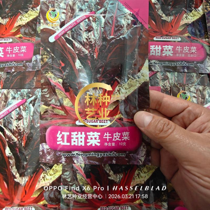 红甜菜红牛皮菜种子根达菜莙荙菜种籽春秋四季播农家蔬菜种
