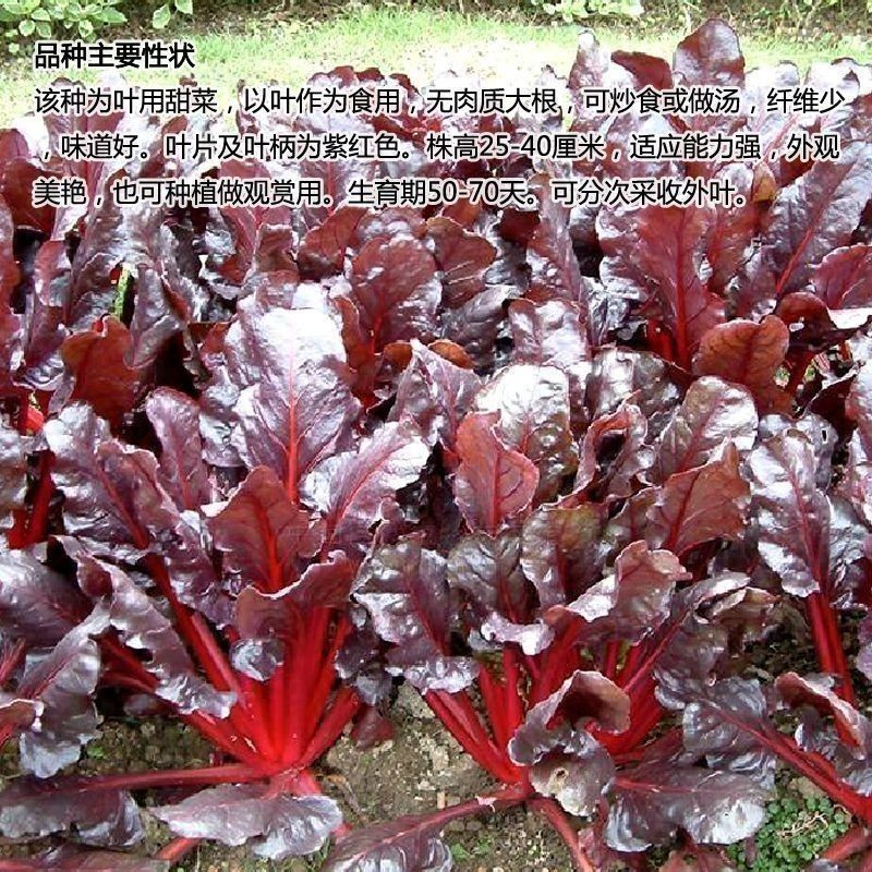 红甜菜红牛皮菜种子根达菜莙荙菜种籽春秋四季播农家蔬菜种