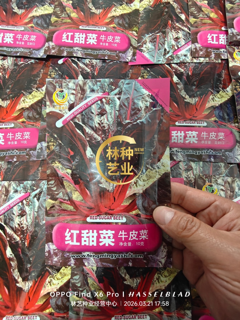 红甜菜红牛皮菜种子根达菜莙荙菜种籽春秋四季播农家蔬菜种