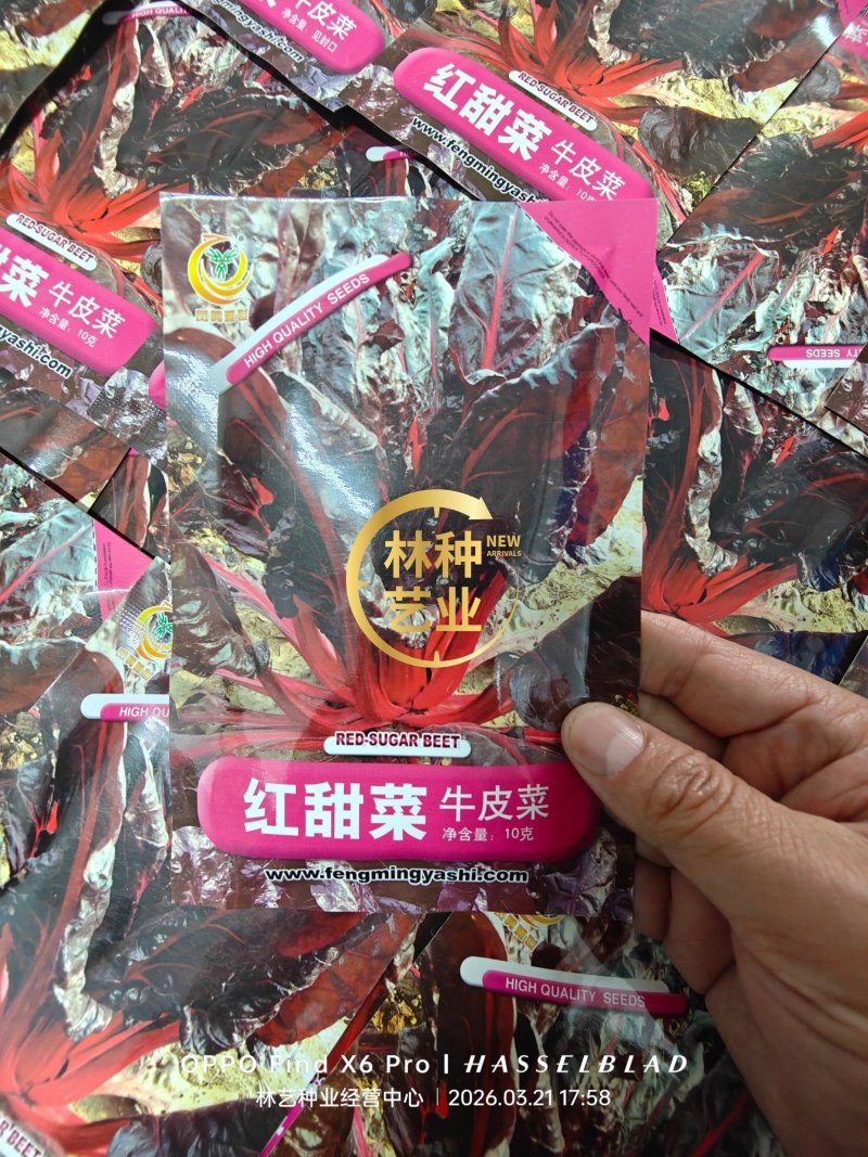 红甜菜红牛皮菜种子根达菜莙荙菜种籽春秋四季播农家蔬菜种