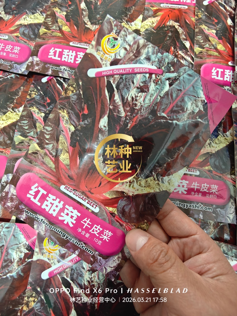 红甜菜红牛皮菜种子根达菜莙荙菜种籽春秋四季播农家蔬菜种