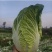 云南黄心大白菜大量上市大娃娃菜质量保证产地直供