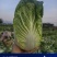 云南黄心大白菜大量上市大娃娃菜质量保证产地直供