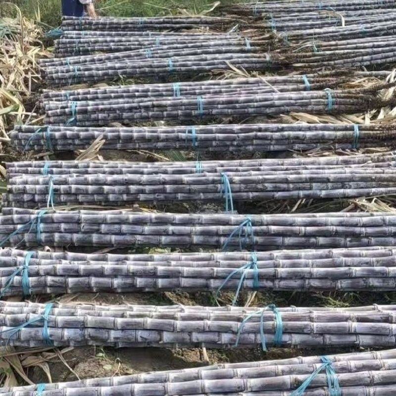 黑皮甘蔗广西产地直供大量现货品质好价格低欢迎来电