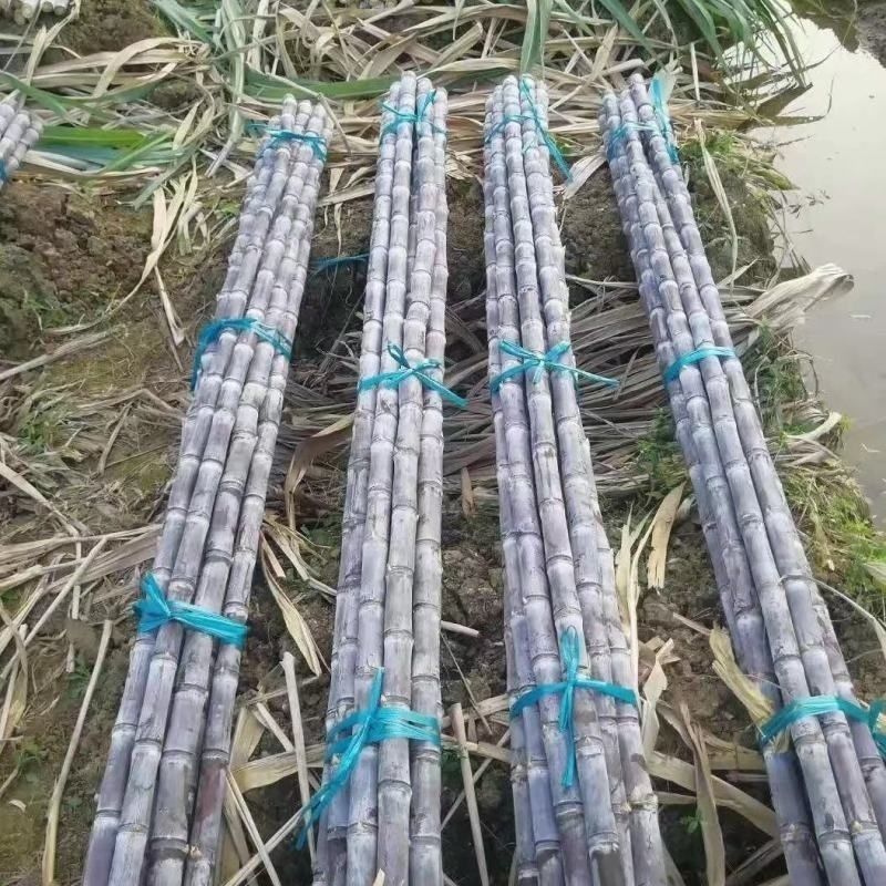 黑皮甘蔗广西产地直供大量现货品质好价格低欢迎来电