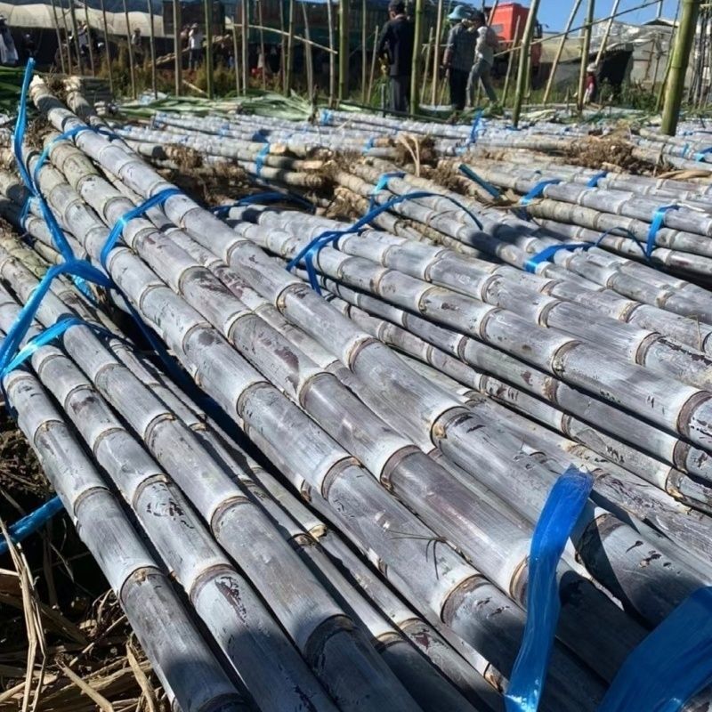 黑皮甘蔗广西产地直供大量现货品质好价格低欢迎来电