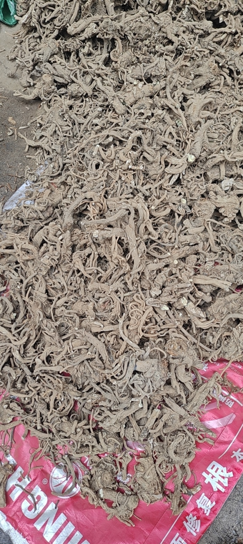 甘肃华亭肉独活新货品质保证量大从优，价格可谈支持视频看货