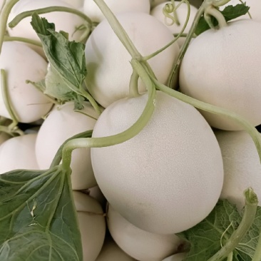 福建玉菇甜瓜，皮毛，口感好，糖度高，欢迎老板考察！