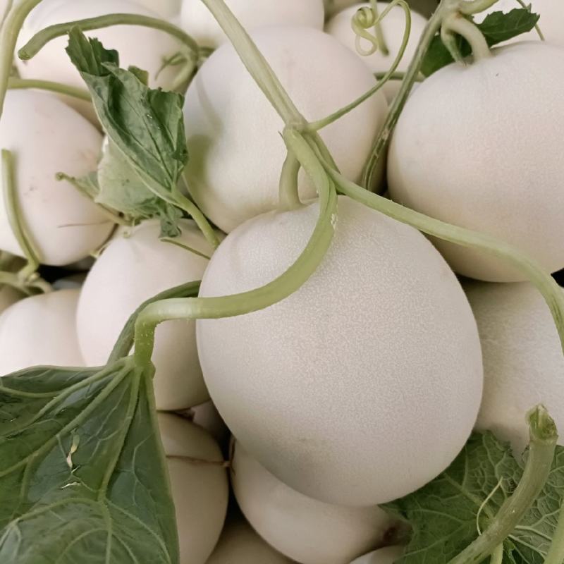 福建玉菇甜瓜，皮毛，口感好，糖度高，欢迎老板考察！