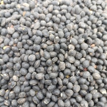 卖山上的黑豆（黑皮黄心）10000斤