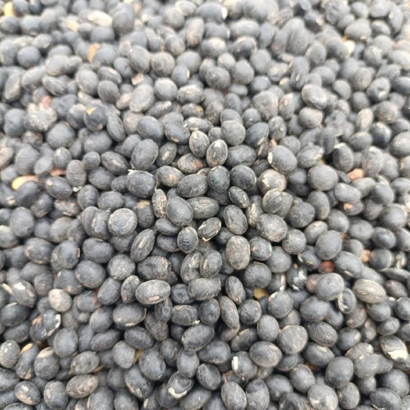 卖山上的黑豆（黑皮黄心）10000斤