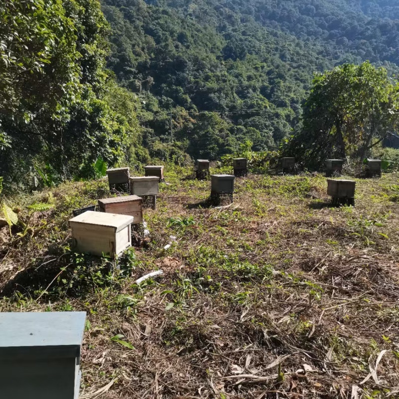中华蜂土蜂蜜，广东蜂蜜，一手货源，量大从优，保质保量