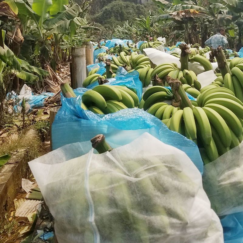 云南高山香蕉产地直供大量现货香甜软糯品质保证