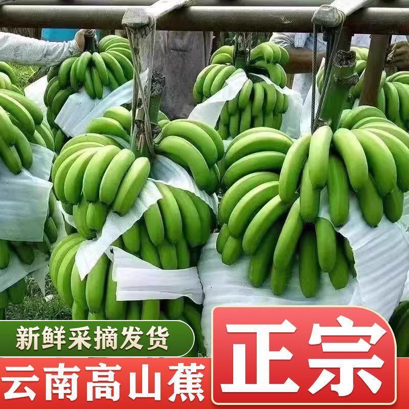 云南高山香蕉产地直供大量现货香甜软糯品质保证