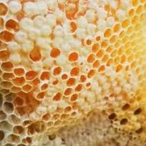 中华蜂土蜂蜜