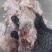 牛碎肉7一斤大量现货冷链物流全国发货