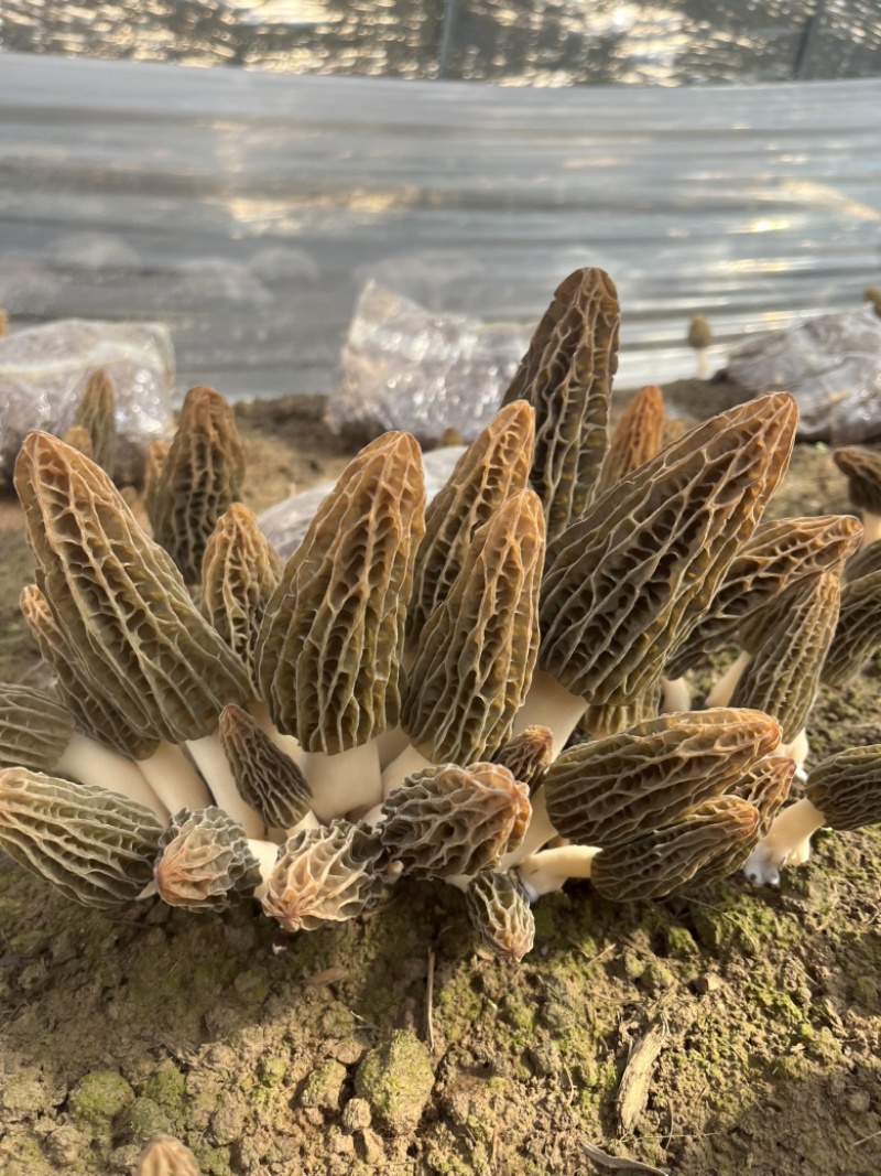 2026年头茬羊肚菌干品5-7