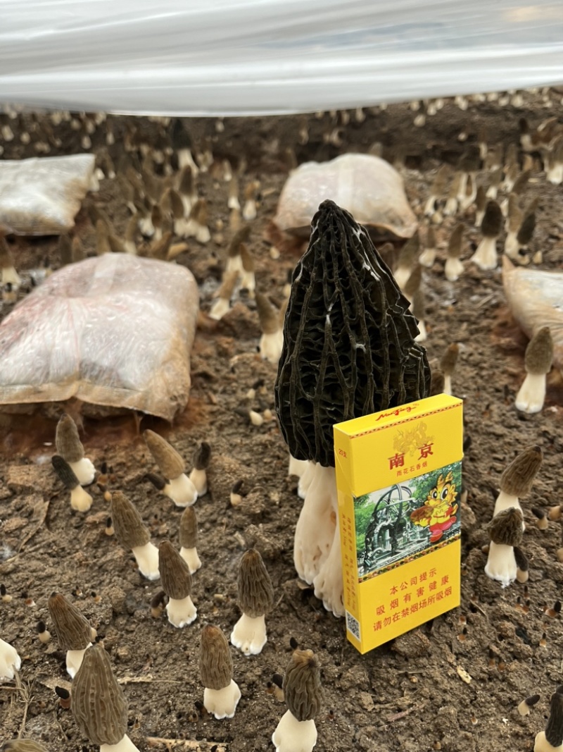 2026年头茬羊肚菌干品5-7