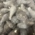 小香芋头仔，荔浦小芋头，超市市场电商批发