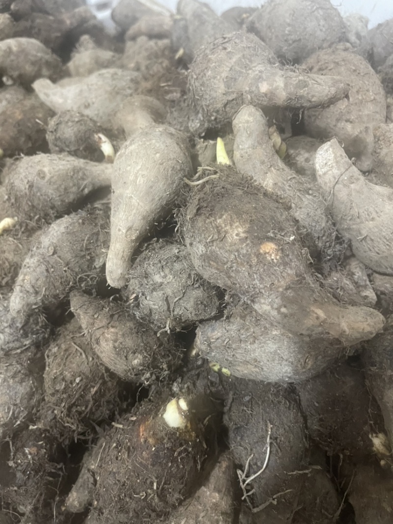 小香芋头仔，荔浦小芋头，超市市场电商批发