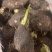小香芋头仔，荔浦小芋头，超市市场电商批发