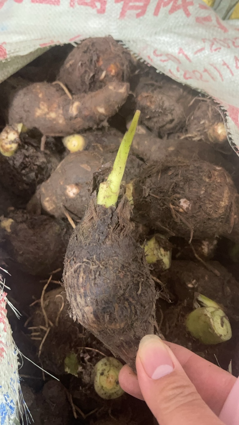 小香芋头仔，荔浦小芋头，超市市场电商批发