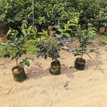 番石榴芭乐1-2-3公分出售自家基地货源