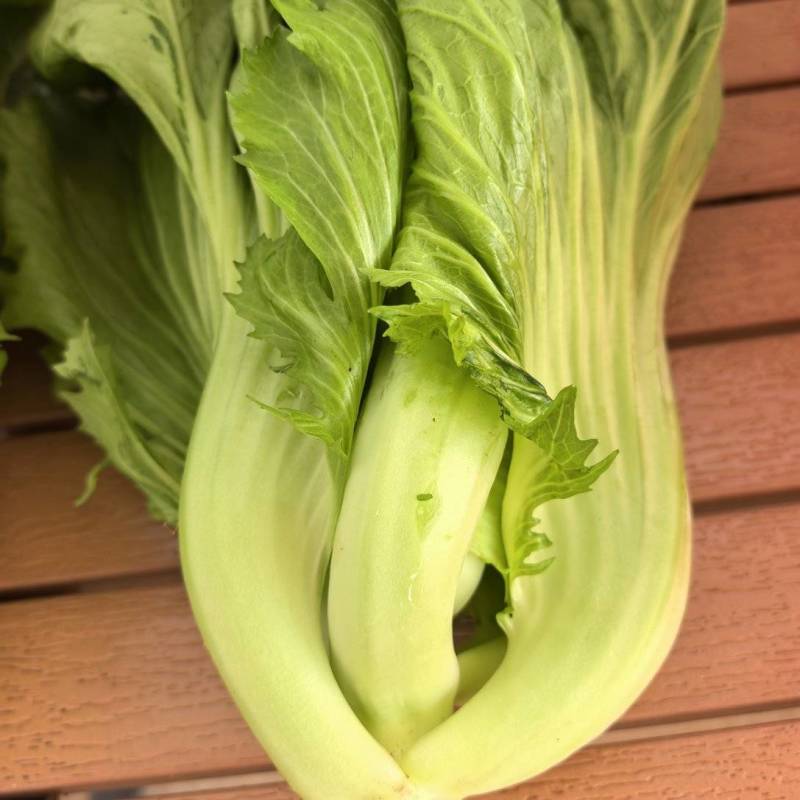 水东芥菜，黄沙土地海边有机种植，通货