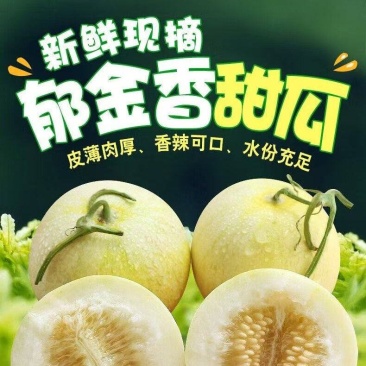 郁金香小香瓜