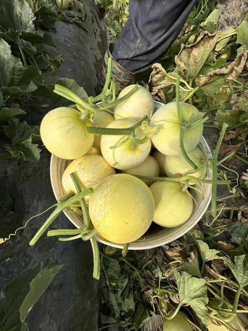 郁金香小香瓜