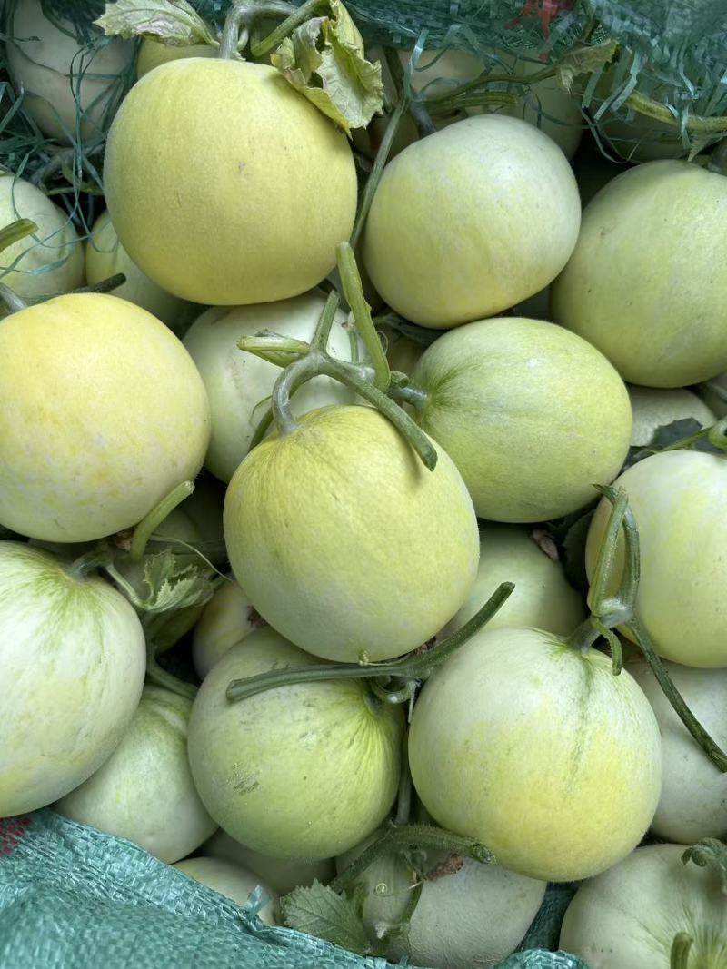 郁金香小香瓜
