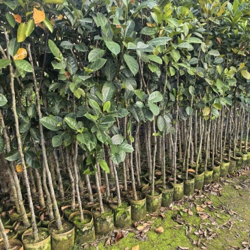 菠萝蜜2-5公分自家货源欢迎现场看货点苗