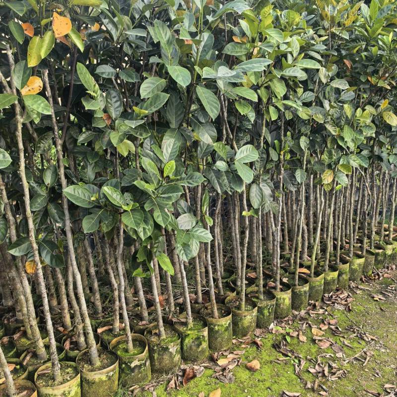 菠萝蜜2-5公分自家货源欢迎现场看货点苗